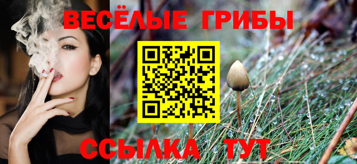 Галлюциногенные грибы Psilocybe Красный Сулин