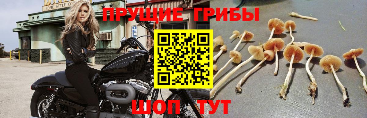 Псилоцибиновые грибы MAGIC MUSHROOMS  как найти   Галлюциногенные грибы Psilocybine cubensis  Красный Сулин  Вход с VPN 